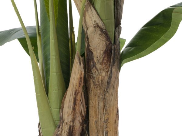 Banánovník, 120 cm - Image 2