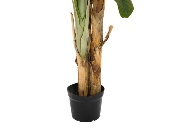 Banánovník, 240cm - Obrázek 5