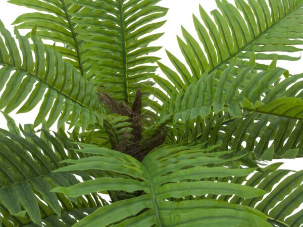 Cykas palma, 70 cm - Image 3