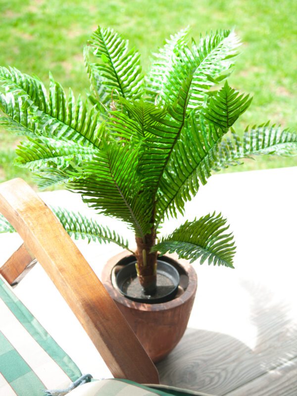 Cykas palma, 70 cm - Image 4
