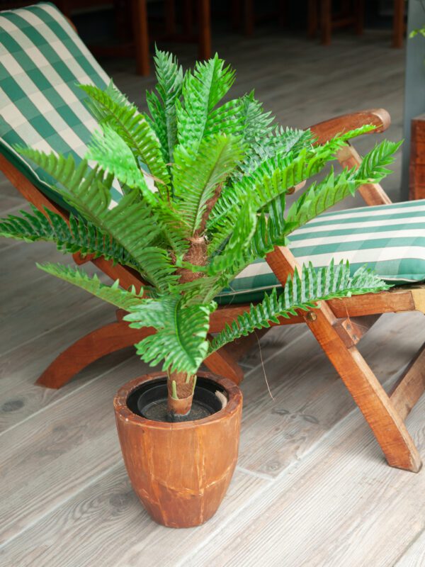 Cykas palma, 70 cm - Image 6
