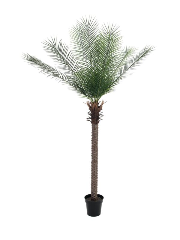 Phoenix palma deluxe, 220 cm