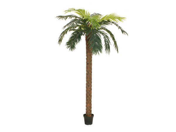 Phoenix palma deluxe, 250 cm