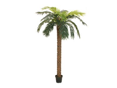 Phoenix palma deluxe, 300 cm