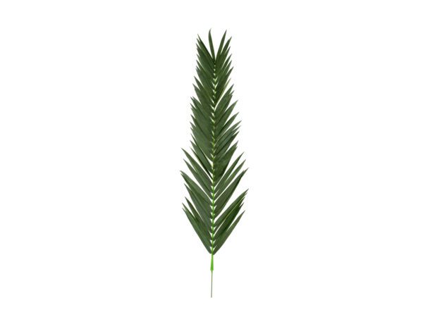 Palma list - kokos královský (kus), 210 cm - Image 2