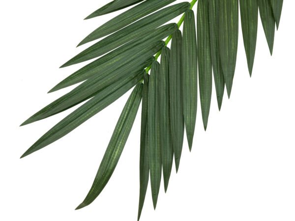 Palma list - kokos královský (kus), 210 cm - Image 3