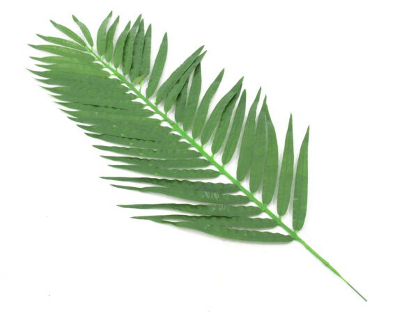 Kokosový palmový list krátký, 90 cm, 12 ks - Image 2