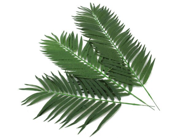 Kokosový palmový list střední, 110 cm, 12 ks - Image 3
