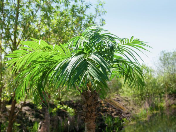 Phoenix palma Luxor, 210 cm - Image 6