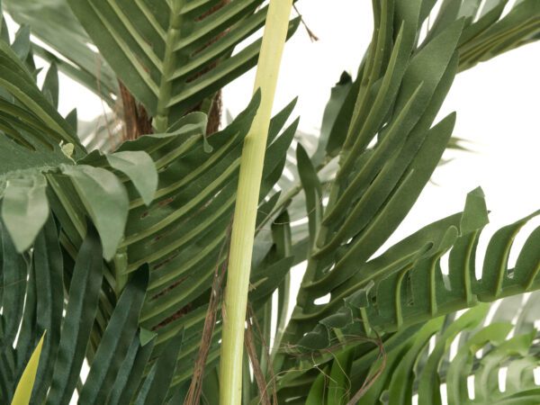 Kentia palma, 180cm - Image 2