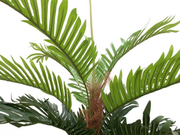 Kentia palma, 180cm - Image 4