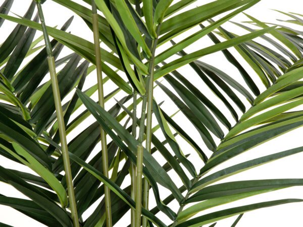 Kentia palma, výška 240cm - Image 3
