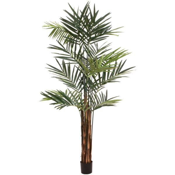 Kentia palma, 300cm