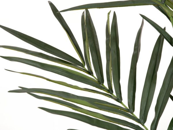 Kentia palma, 300cm - Image 3