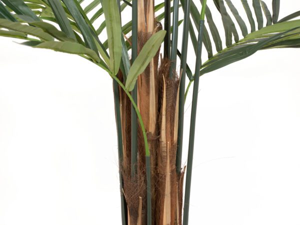Kentia palma, 300cm - Image 4
