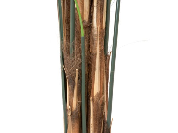 Kentia palma, 300cm - Image 5