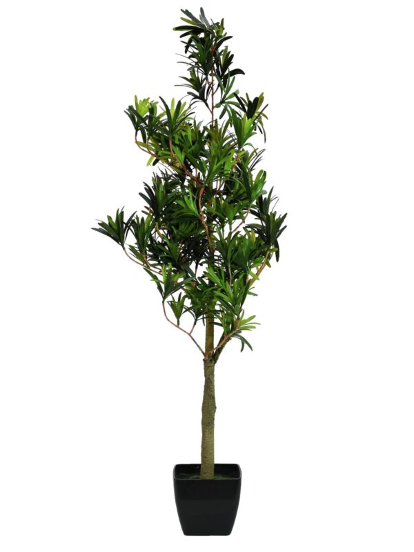 Nohoplod stromek, 90 cm