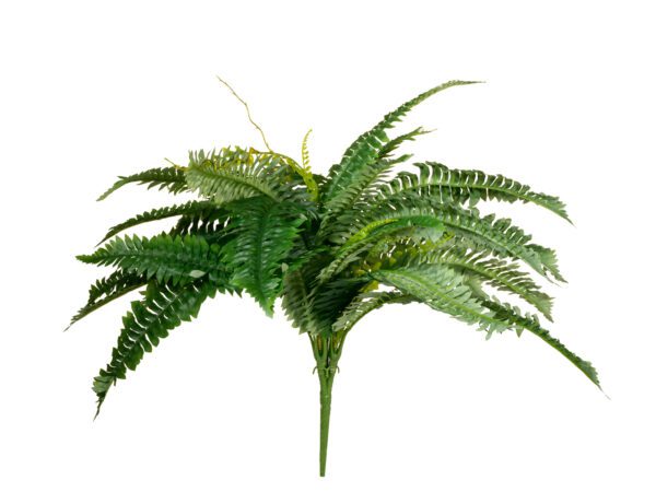 Bostonské kapradí, 53 cm - Image 2