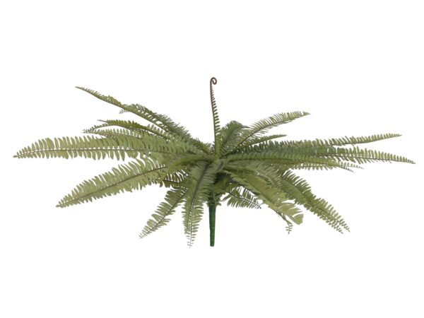 Bostonské kapradí, 70 cm - Image 2