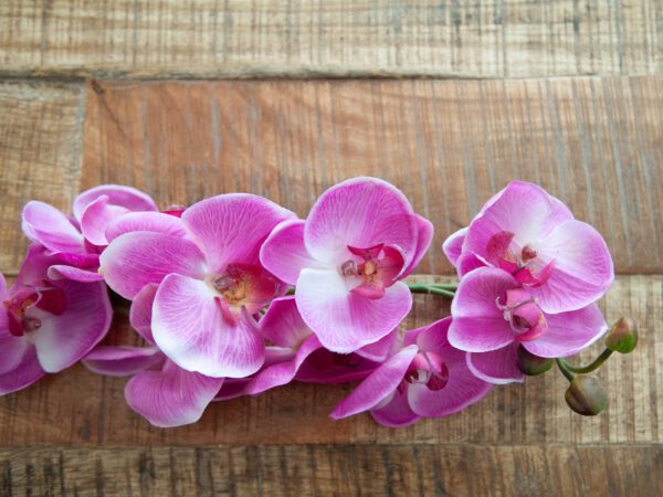 Orchidej větvička fialová, 100 cm - Image 8