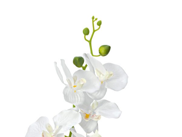 Orchidej s bílými květy, 80 cm - Obrázek 2