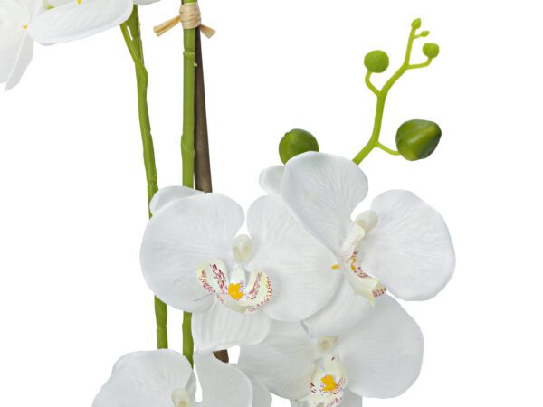 Orchidej s bílými květy, 80 cm - Obrázek 3