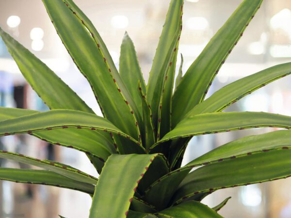 Aloe vera zelená, 50 cm - Image 2