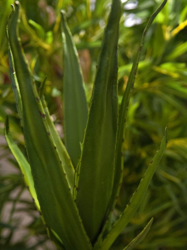Aloe vera zelená, 50 cm - Image 3