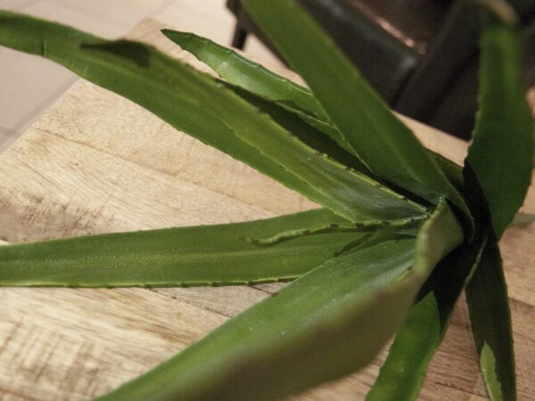 Aloe vera zelená, 50 cm - Image 4