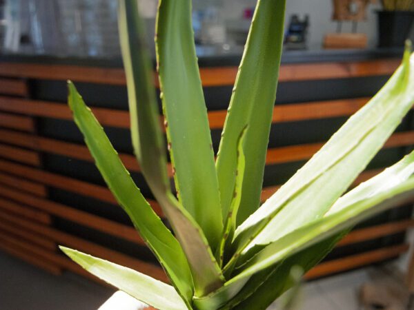 Aloe vera zelená, 50 cm - Image 5