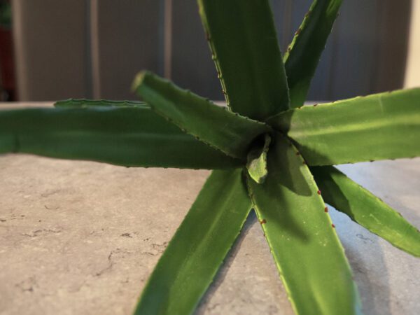 Aloe vera zelená, 50 cm - Image 6