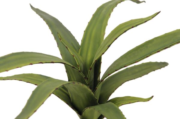 Aloe vera zelená, 66 cm - Obrázek 2