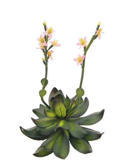 Skalní růže světle růžová, 32 cm