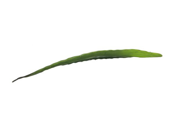 Aloe list zelený, 60 cm - Obrázek 2
