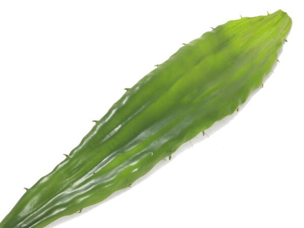 Aloe list zelený, 60 cm - Obrázek 3
