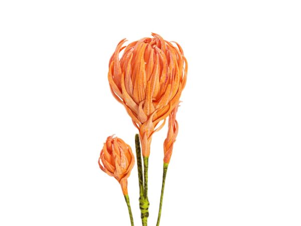 Větvička dálie, oranžová, 100 cm - Image 2