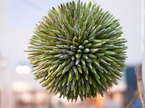 Sukulent koule (EVA), zelená, 20 cm - Obrázek 5