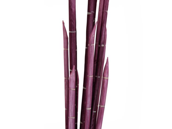 Magické stonky cibule růžové, 134 cm - Image 2