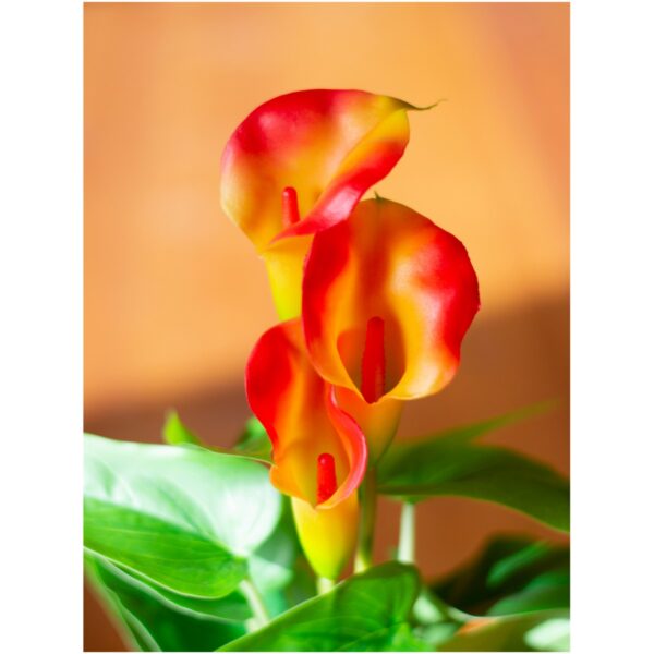 Mini kala, žluto-oranžová, 43 cm - Obrázek 6
