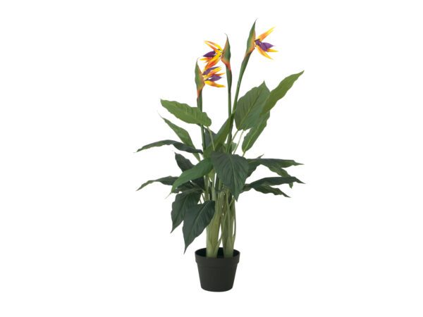 Europalms Rajský květ, 90cm