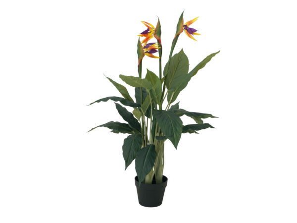 Europalms Rajský květ, 90cm - Obrázek 2