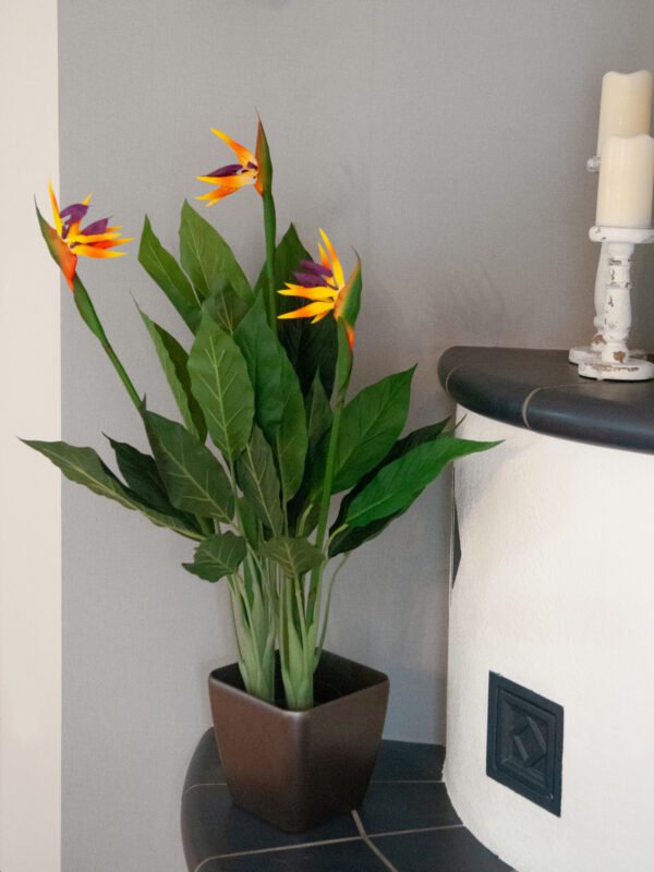 Europalms Rajský květ, 90cm - Obrázek 8
