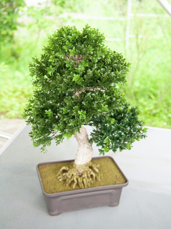Bonsai v truhlíku - Image 2