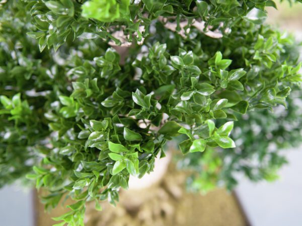 Bonsai v truhlíku - Image 3