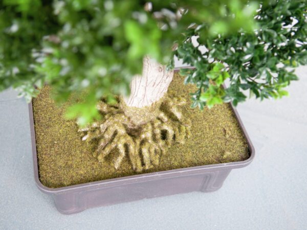 Bonsai v truhlíku - Image 4