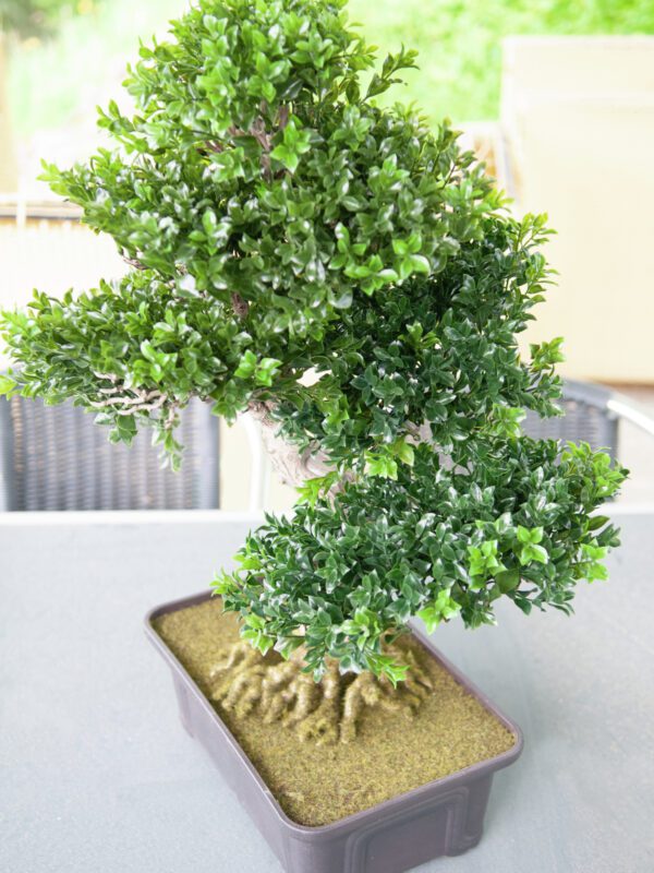 Bonsai v truhlíku - Image 5