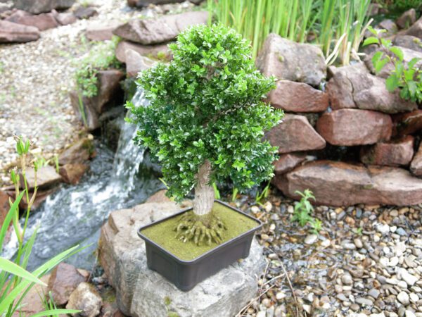 Bonsai v truhlíku - Image 6