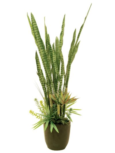 Sukulent mix, 190 cm