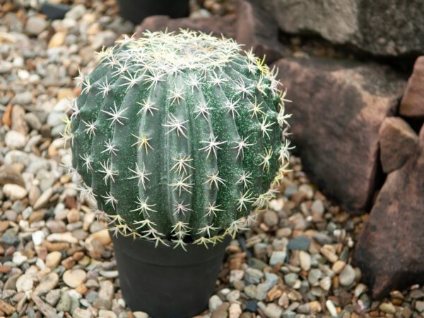 Kaktus v květináči, 34 cm - Image 5