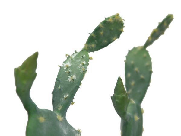 Kaktus Nopal, 76cm - Image 2